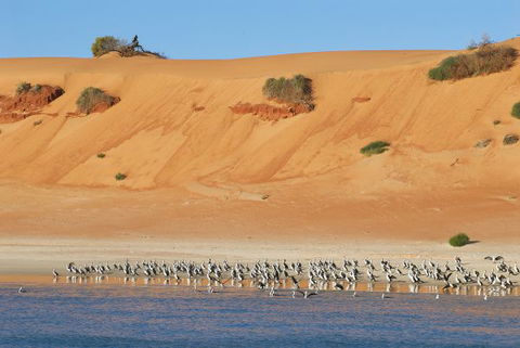 Wolfe Creek Crater Camp At Wolfe Creek Crater National Park - Phillip Island Accommodation 9
