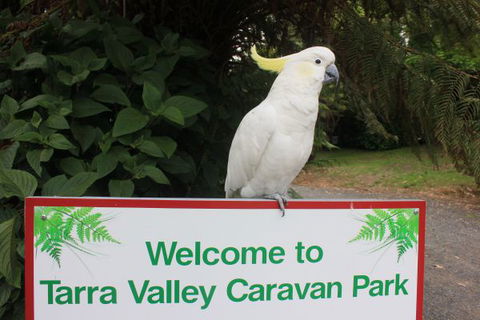 Tarra Valley Caravan Park - Phillip Island Accommodation 3