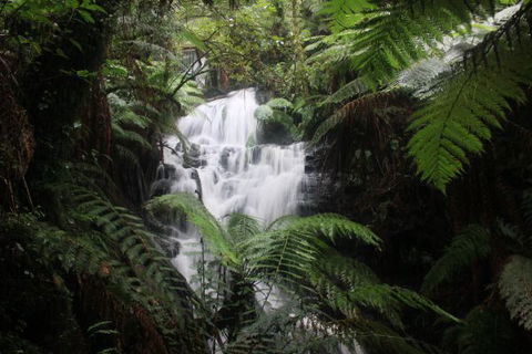 Tarra Valley Caravan Park - Phillip Island Accommodation 4