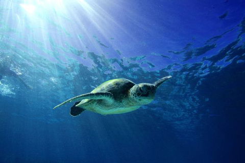 Mackerel Islands - Phillip Island Accommodation 6