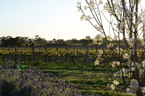 Angas Plains Wines Suites - Phillip Island Accommodation 7