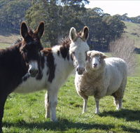 Avaleigh Elms Farmstay - Phillip Island Accommodation