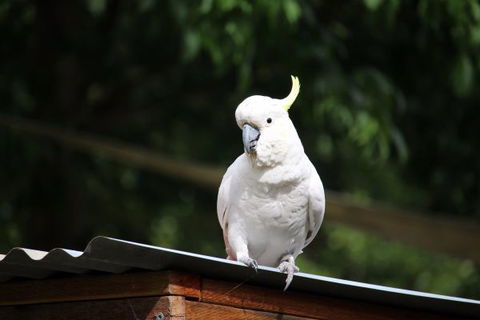 Jamieson Caravan Park - Phillip Island Accommodation 2