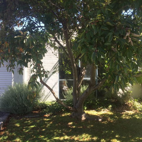 Sea-Ena - Phillip Island Accommodation 2