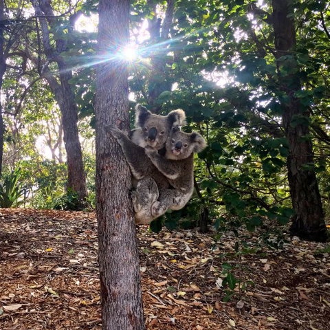 Stradbroke Island Beach Hotel | Spa Resort - Phillip Island Accommodation 8