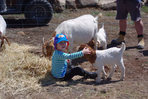 Yalooka Farm - Phillip Island Accommodation 3