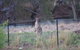 Yalooka Farm - thumb 9