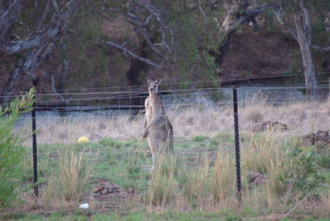 Yalooka Farm - Phillip Island Accommodation 9
