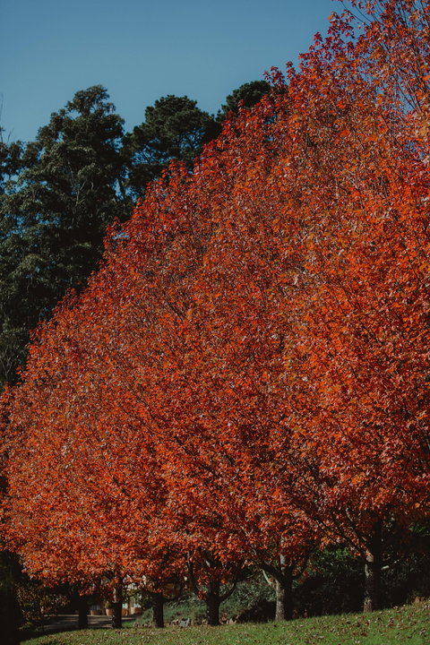 Dennarque Estate - Phillip Island Accommodation 6