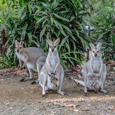 Maleny Country Cottages - Phillip Island Accommodation 9
