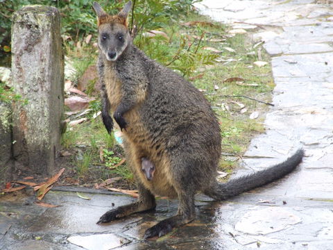 Aquila Eco Lodges - Phillip Island Accommodation 4
