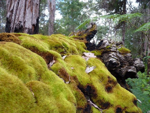 Fernhook Falls Camp At Mount Frankland South National Park - Phillip Island Accommodation 0