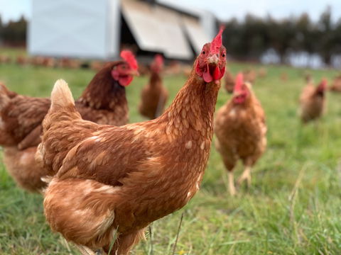 Rocklea Farm - Phillip Island Accommodation 1