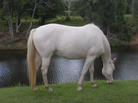 Imbil Bridge Farm And Homestead - Phillip Island Accommodation 1