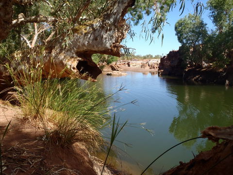 Peedamulla Campground And Cultural Tours - Phillip Island Accommodation 1