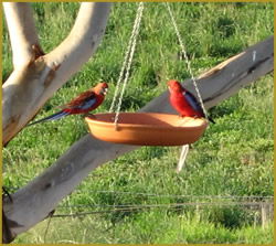 Henlie Park Bed & Breakfast - Phillip Island Accommodation 3