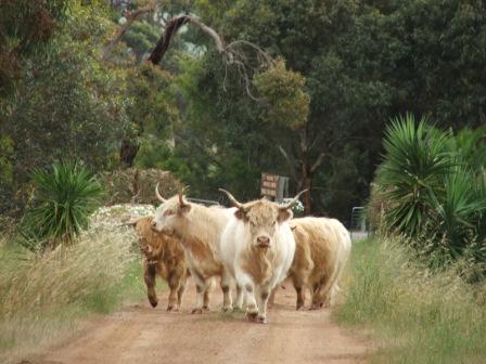 Maleeyas Thai Cafe And Studio Hillside Bamboo Nursery - Phillip Island Accommodation 4