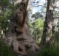 Valley of the Giants Cottage - Phillip Island Accommodation