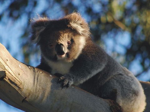 Bimbi Park Camping Under Koalas - Phillip Island Accommodation 0