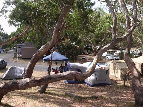 Bimbi Park Camping Under Koalas - Phillip Island Accommodation 1