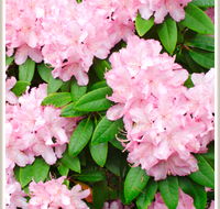 Cambridge Cottages - Phillip Island Accommodation