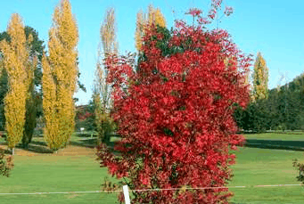Tenterfield Golf Club Fairways Lodge - Phillip Island Accommodation 2