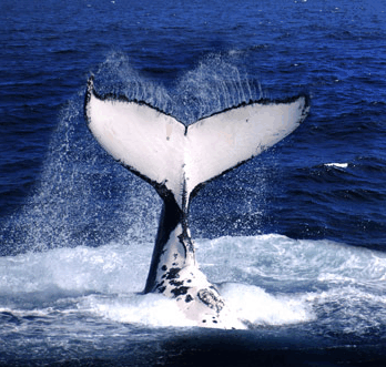 Brisbane Whale Watching - Phillip Island Accommodation