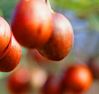 Tropical Fruit World - Phillip Island Accommodation