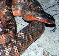 Armadale Reptile  Wildlife Centre - Phillip Island Accommodation