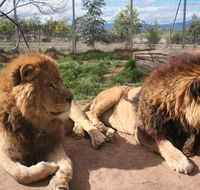 Mansfield Zoo - Phillip Island Accommodation