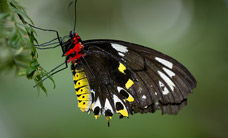 Melbourne Zoo - Phillip Island Accommodation 2