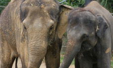 Melbourne Zoo - Phillip Island Accommodation 3