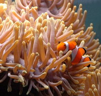 Reef HQ Great Barrier Reef Aquarium - Phillip Island Accommodation
