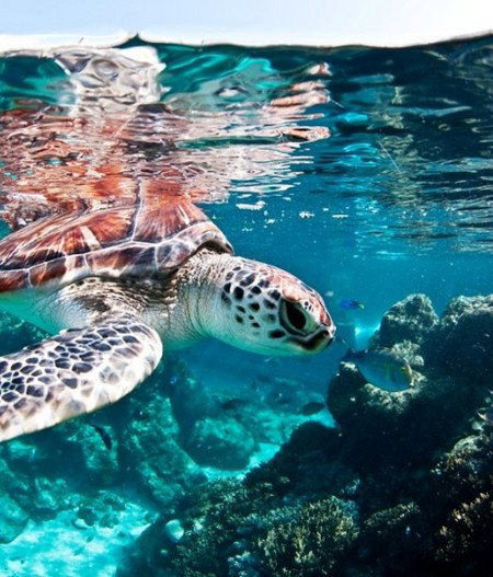 Reef HQ Great Barrier Reef Aquarium - Phillip Island Accommodation 1