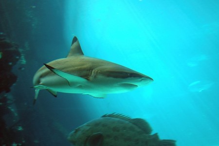 Reef HQ Great Barrier Reef Aquarium - Phillip Island Accommodation 2