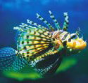 Underwater World - Phillip Island Accommodation