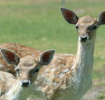 Marapana Wildlife Park - Phillip Island Accommodation