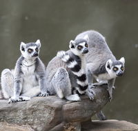 Adelaide Zoo - Phillip Island Accommodation