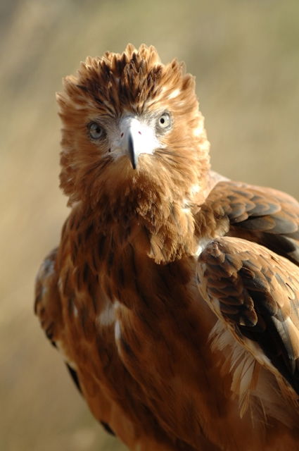 Arumbera NT Phillip Island Accommodation