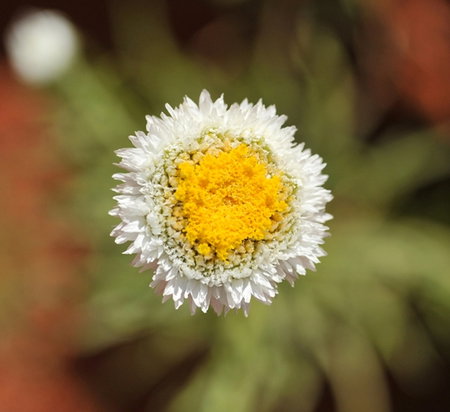 Alice Springs Desert Park - Phillip Island Accommodation 1