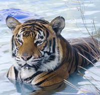 Zoo Doo Wildlife Park - Phillip Island Accommodation