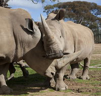 Monarto Zoo - Phillip Island Accommodation