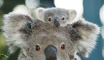  Phillip Island Accommodation