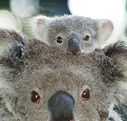 Billabong Koala and Wildlife Park - Phillip Island Accommodation