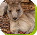 Calmsley Hill City Farm - Phillip Island Accommodation