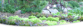 Calmsley Hill City Farm - Phillip Island Accommodation 1