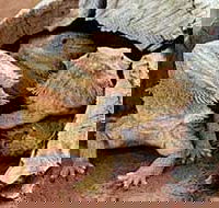 Alice Springs Reptile Centre - Phillip Island Accommodation