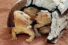 Alice Springs Reptile Centre - Phillip Island Accommodation 0