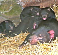 East Coast Natureworld - Phillip Island Accommodation