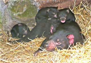 East Coast Natureworld - Phillip Island Accommodation 0